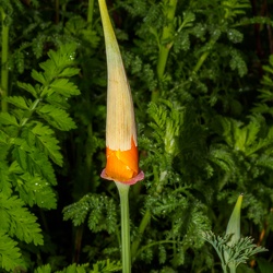 Meine Blumenwiese