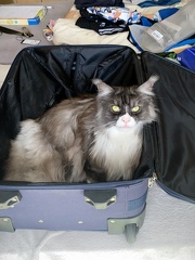 Katze will mit in de Urlaub 
